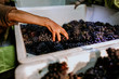 Red grapes close up with immigrant hands at dawn harvest in wine country