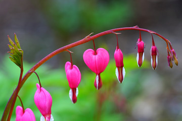 Wall Mural - Heart-shaped pink and white flowers of dicentra spectabilis bleeding heart