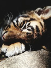 Close-up Of Tiger Sleeping On Field