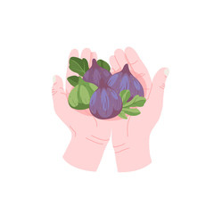 Wall Mural - Hands holding several tropical fruits, ripe figs in hands vector icon in cartoon style.