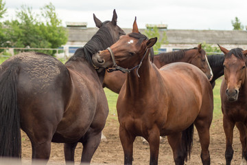 two horses on a farm