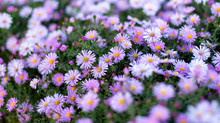 Beautiful Background Of Purple Blooming Flowers In Green Foliage. Selective Focus, Blur, Bokeh.