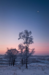 Wall Mural - A thick coating of hoar frost covers the winter landscape as the sun rises over a Midwest prairie.