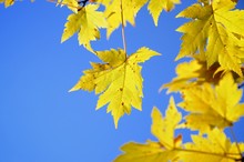 Low Angle View Of Yellow Maple Leaves Against Clear Blue Sky