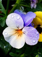 Close-up Of Wet Purple Pansy Growing On Field