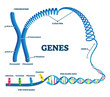 Genes vector illustration. Educational labeled structure example scheme.