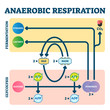 Anaerobic respiration vector illustration. Glycolysis and fermentation scheme