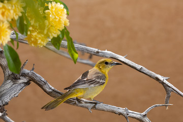 A female Hooded Oriole perched on a branch with yellow Lady Banks roses to the left.