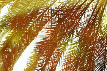 Palm trees against blue sky with sun light with vintage toned and stylized. Summer vacation and nature travel background with copy space.