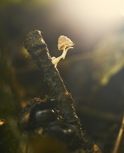  Close Up Forest Scene With Forest Mushroom In Macro Style