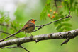 Close-up Of Robin On Branch