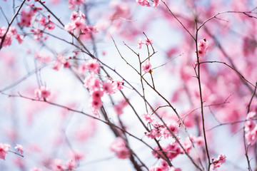 Wall Mural -  Pink plum blossoms in spring