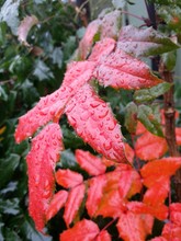 Close-up Of Red Wet Leaves