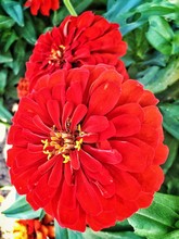 Close-up Of Red Zinnia Growing On Field