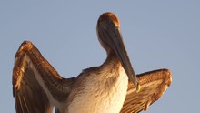 Pelican Drying His Feathers In The Wind
