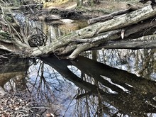Fallen Bare Tree In Stream