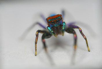 Wall Mural - Macro photos of  spiders ,hammerhead,wasp,moth,butterflies,grass hopper,mosquito and other arthropods