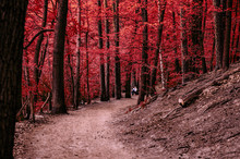 Dirt Road Amidst Red Autumn Trees In Forest
