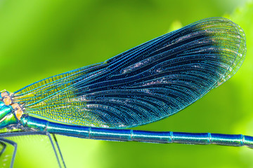 detail insect blue wings dragonfly closeup