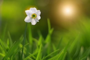 Wall Mural - white daffodil flower in green grass, sunny day. beautiful spring tender background. selective soft 