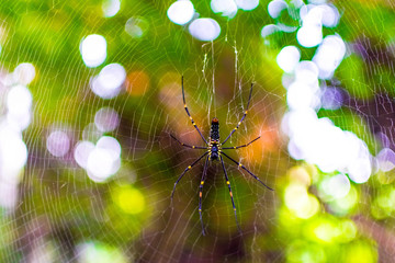spider on web