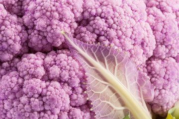 Wall Mural - Background of pink cauliflower, close up