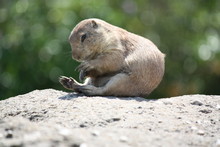 Close-up Of Prairie Dog On Sunny Day