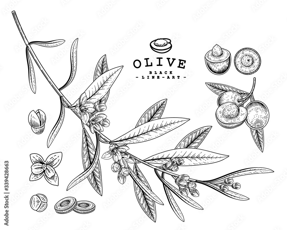 Vector Sketch Olive decorative set. Hand Drawn Botanical Illustrations ...