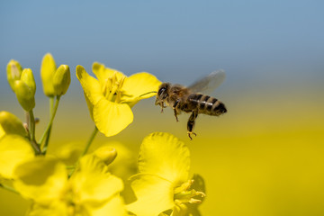 Biene im Rapsfeld