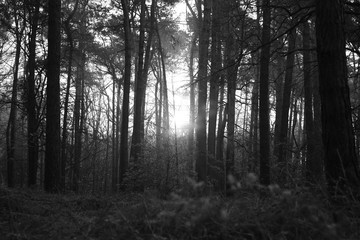  mglisty poranek w lesie