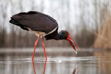 Wall Mural - Stork eating fish