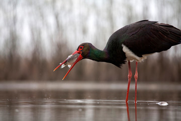 Wall Mural - Stork eating fish