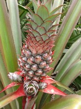 Close-up Of Pineapple Plant Growing On Field