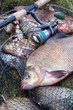 Successful fishing -  big freshwater bream fish and fishing rod with reel on keepnet with fishery catch in it..