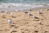 Fototapeta Morze - Seagulls near the Ocean on a Beach on a Sunny Day