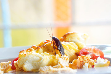 Cockroach are eating food on a plate in the kitchen. It's makes them dirty and poor hygiene in the house. Cockroaches are carriers of the disease.