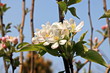 Flowering fruit trees in the spring garden. Close-up view. Odessa, Ukraine.