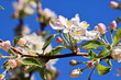 Flowering fruit trees in the spring garden. Close-up view. Odessa, Ukraine.