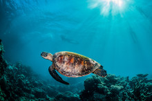 Green Turtle Swimming Around In The Wild Among Colorful Coral Reef