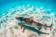 Tiger Shark Swimming Over Sandy Sea Bed