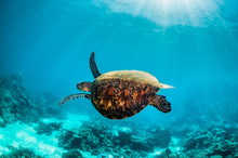 Green Turtle Swimming In The Wild Among Colorful Hard Corals