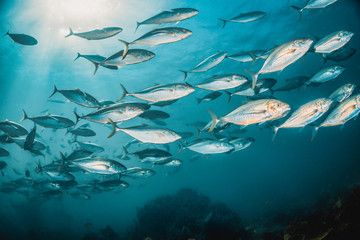 Schools of fish swimming together in deep blue water, with sun rays shining through the surface