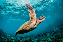 Green Sea Turtle Swimming Around Colorful Coral Reef Formations In The Wild