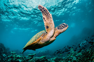 Wall Mural - Green sea turtle swimming around colorful coral reef formations in the wild