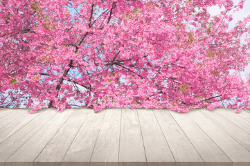 Wall Mural - Sakura flowers tree with Wooden table top  mock up wood desk for display or montage your products stand