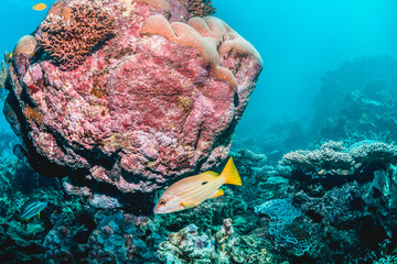 Colorful coral reef formations in clear blue water