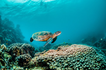 Wall Mural - Green sea turtle swimming among colorful reef formations in clear turquoise ocean