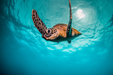 Canvas Print - Green sea turtle swimming among colorful reef formations in clear turquoise ocean