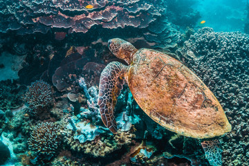 Green sea turtle swimming among colorful coral reef in beautiful clear water