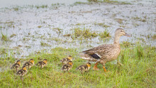 Female Mallard Duck With Ducklings On Grass At Lakeshore